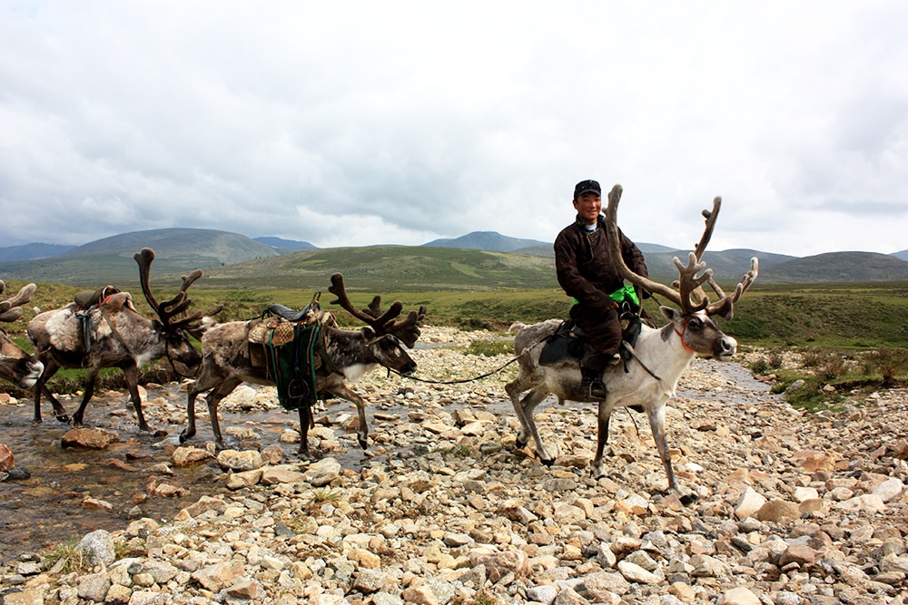 a Tsaatan reindeer nomad riding a reindeer