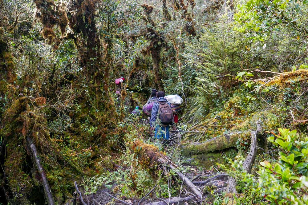 dichter Wald Menschen mit Gepäck Rückenansicht