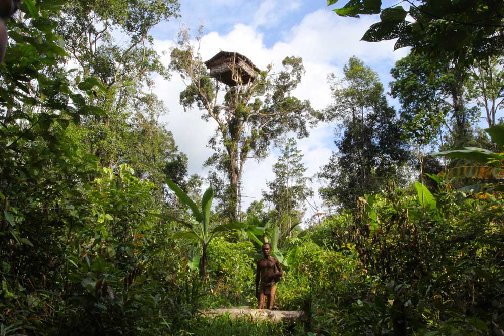 A Korowai man standing in front of tree house