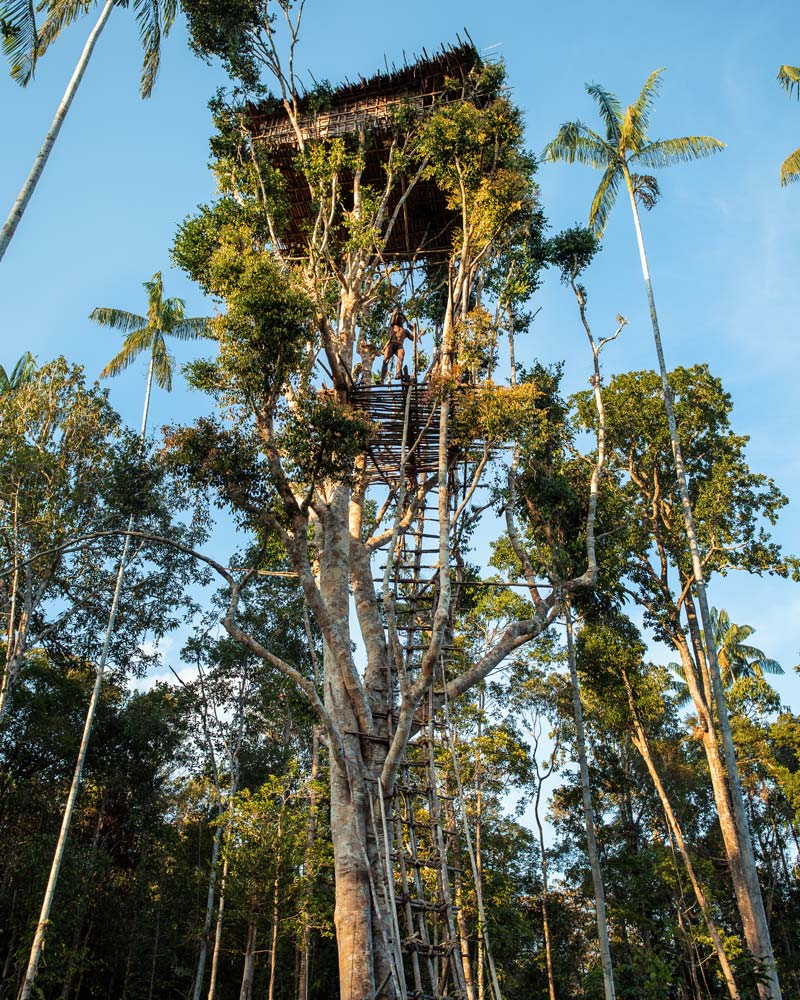 Korowai tree house forest dawn