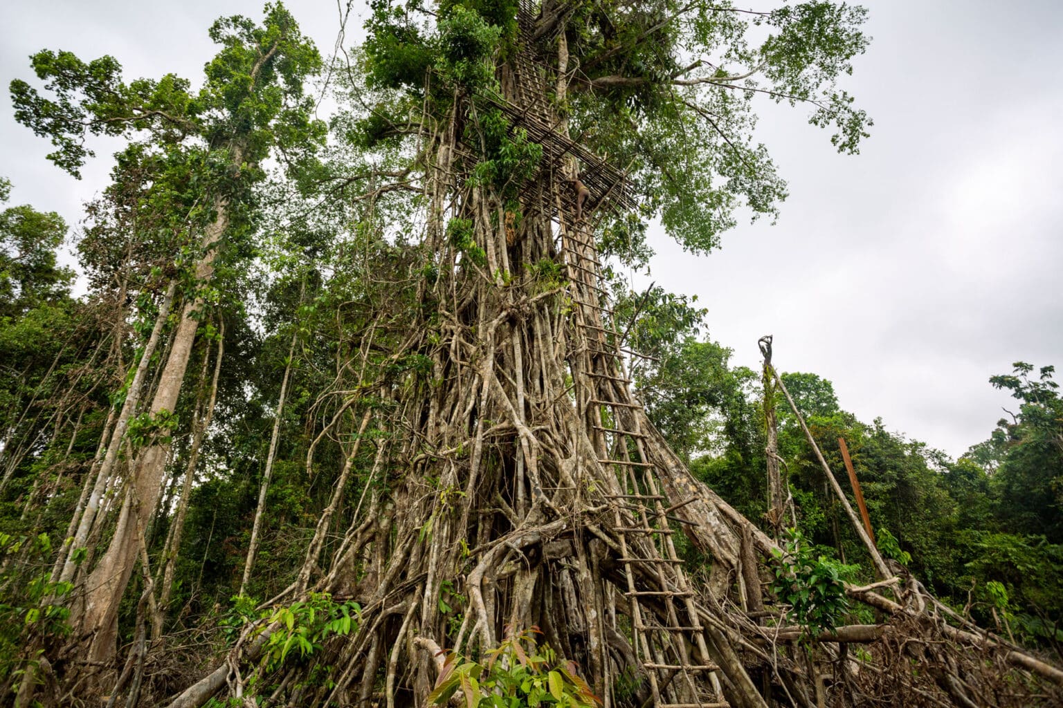 Die Kuruwai von Papua